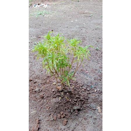 bibit bunga brokoli