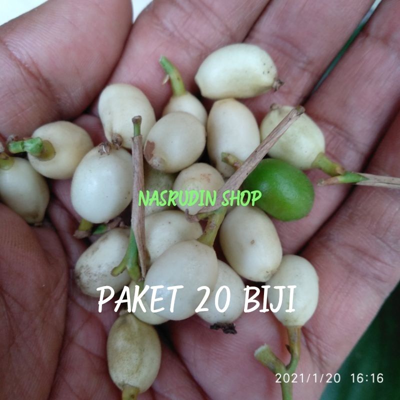 

BUAH BEMBAN SEGAR PAKET 20 BIJI / BUAH BANGBAN LANGSUNG PETIK / BUAH BAMBAN OBAT CUCI DARAH / OBAT HERBAL / BUAH HERBAL / OBAT TRADISIONAL / PROMO TERBARU / DISKON TERMURAH / PAKET HEMAT