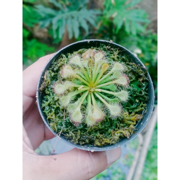 Drosera Tokaiensis