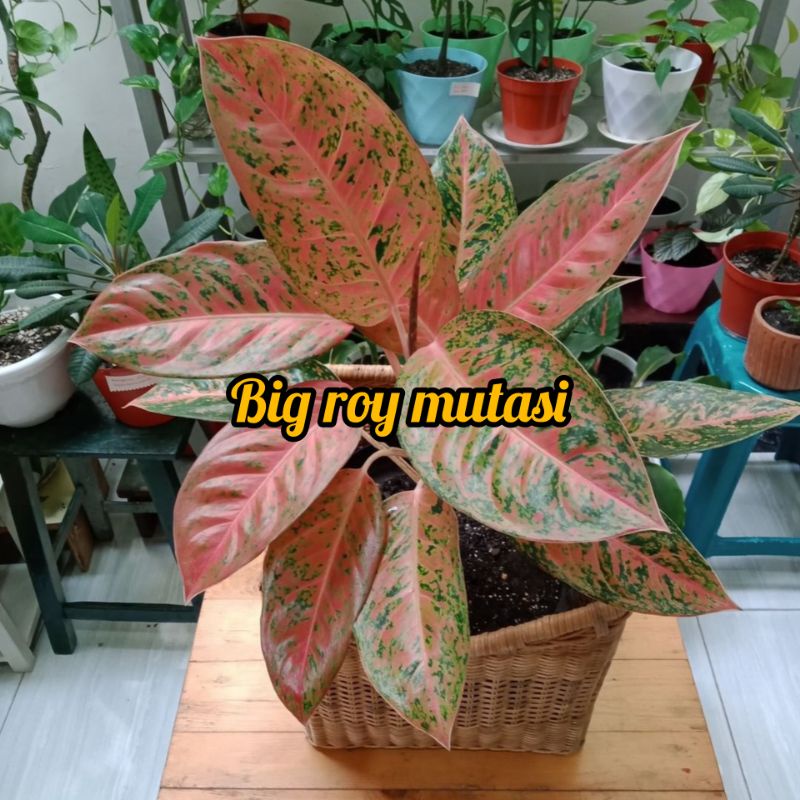 (COD√) AGLONEMA BIGROY MUTASI || AGLONEMA BIGROY MUTASI DAUN 5-7