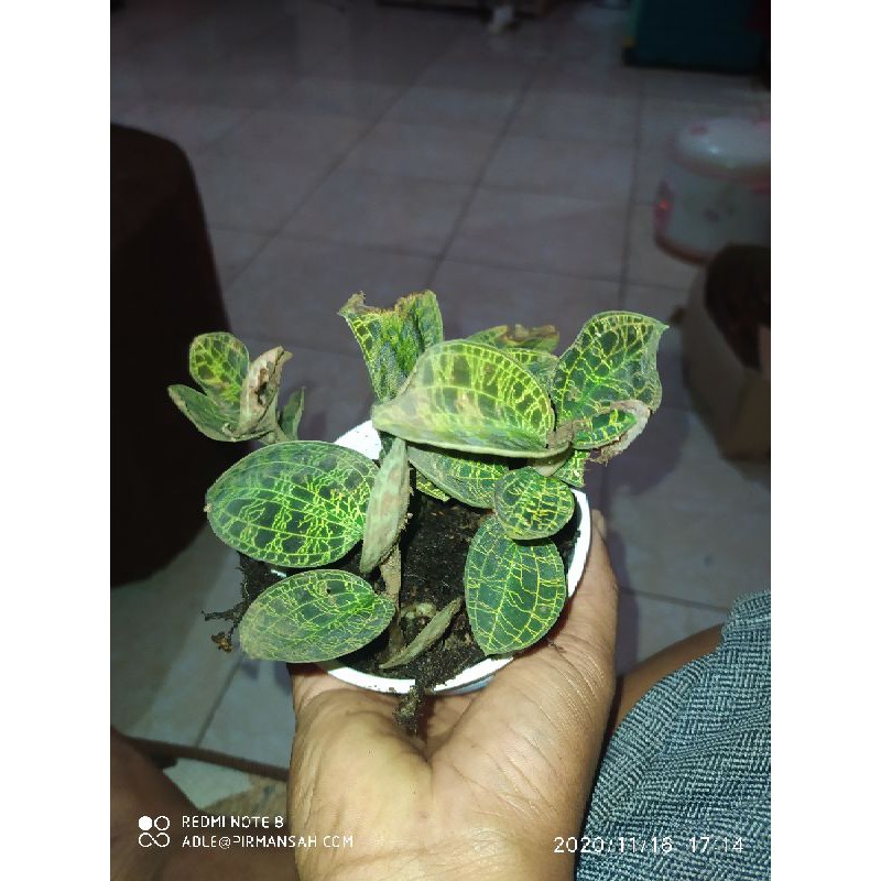 macodes petola /Jewel orchid