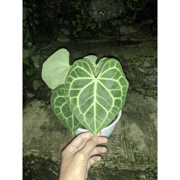 anturium kuping gajah clarinervium tarantula (foto asli)