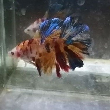 ikan hias cupang galaxy koi / nemo multicolor (bisa pilih