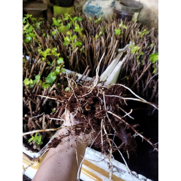 cutting anggur alfonso, red master sudah berakar/kalus/fressh