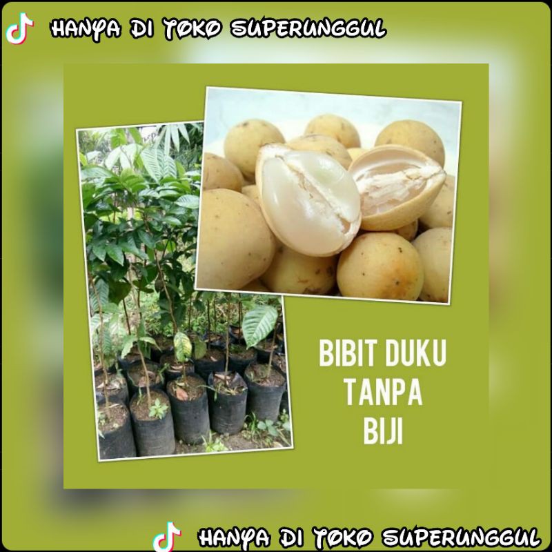 Bibit Duku Tanpa Biji Super