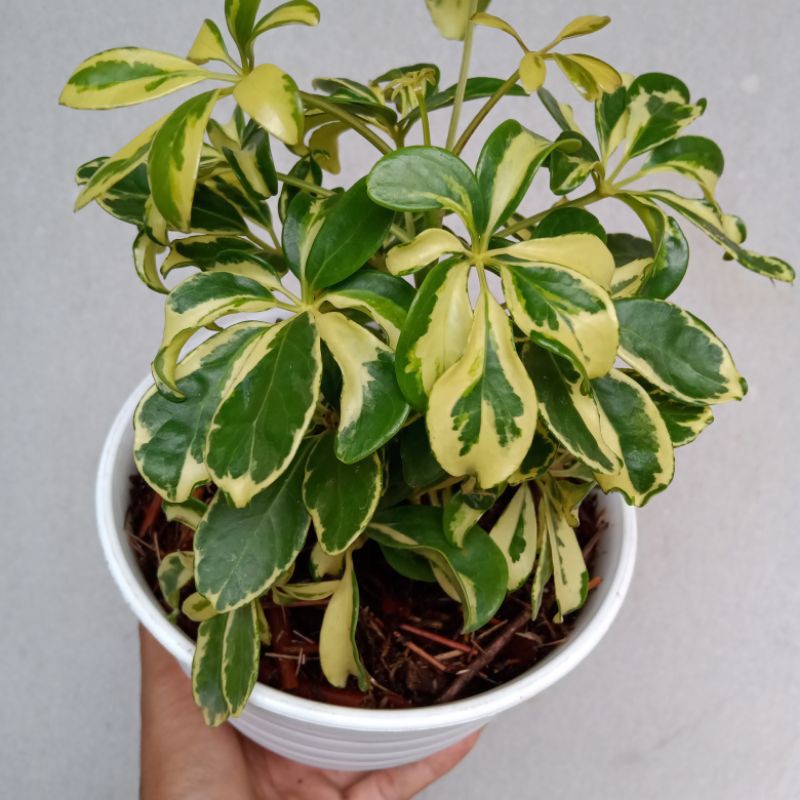 TANAMAN HIAS WALI SONGO KUNING VARIEGATA