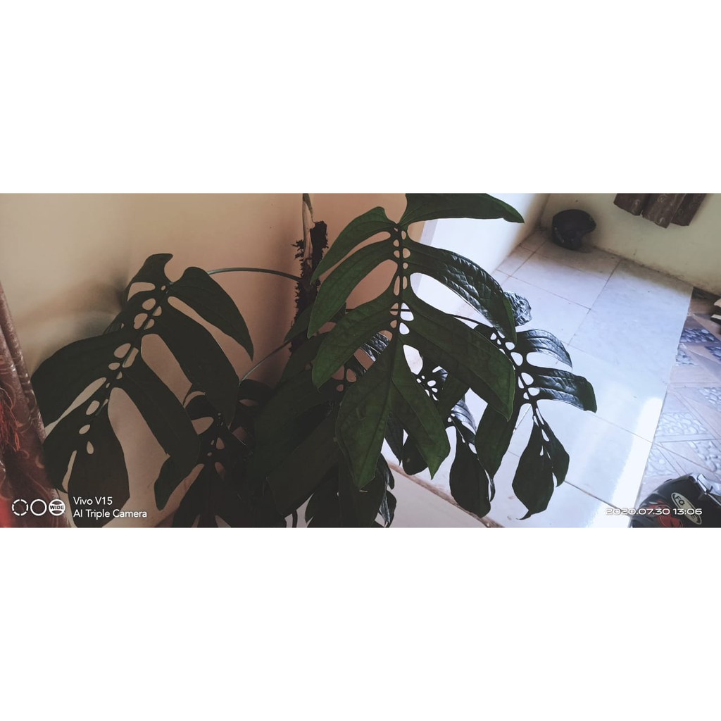 Monstera Spiderman Amydrium Medium Shopee Indonesia