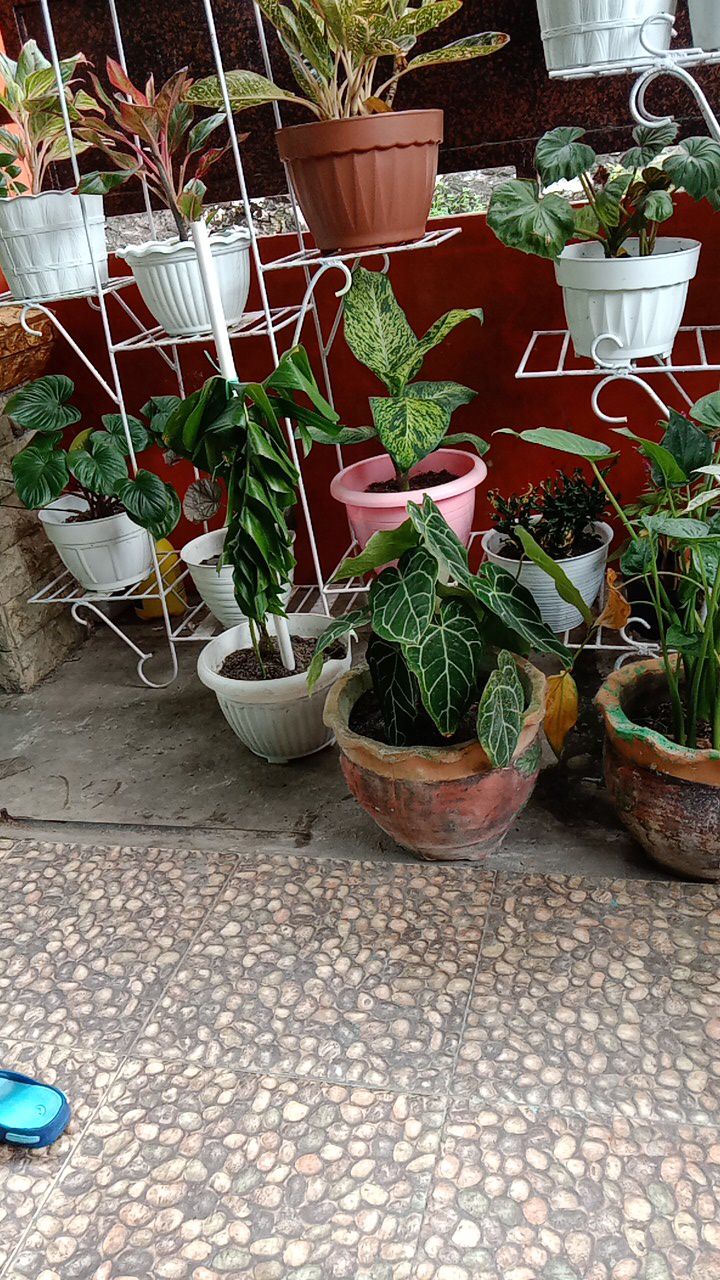 Tanaman Hias Indoor Mostera Epipremnum Pinatum/ekor Naga