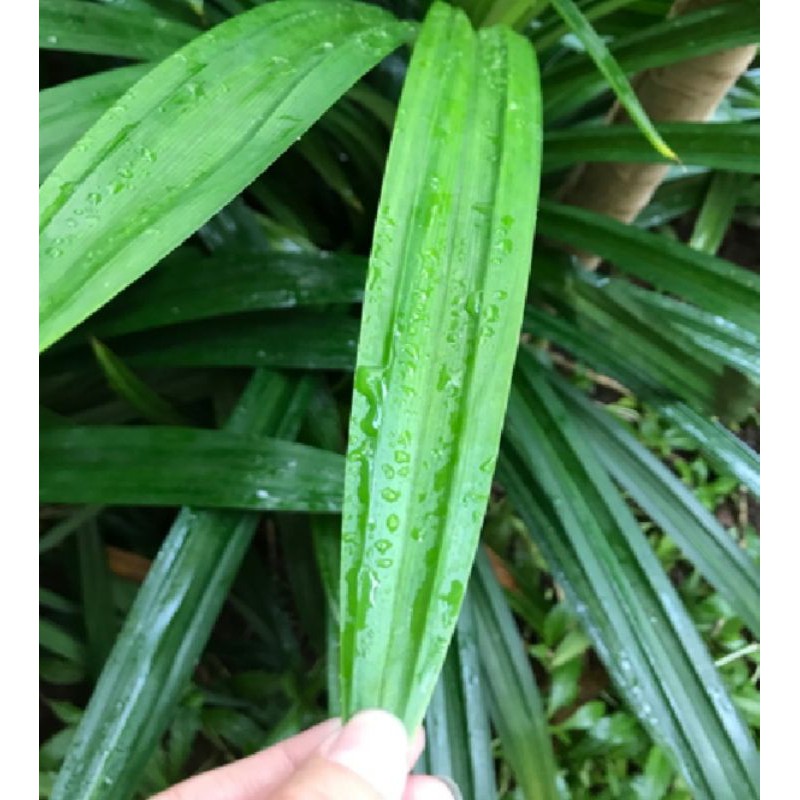 

Daun pandan wangi segar per 10 lembar