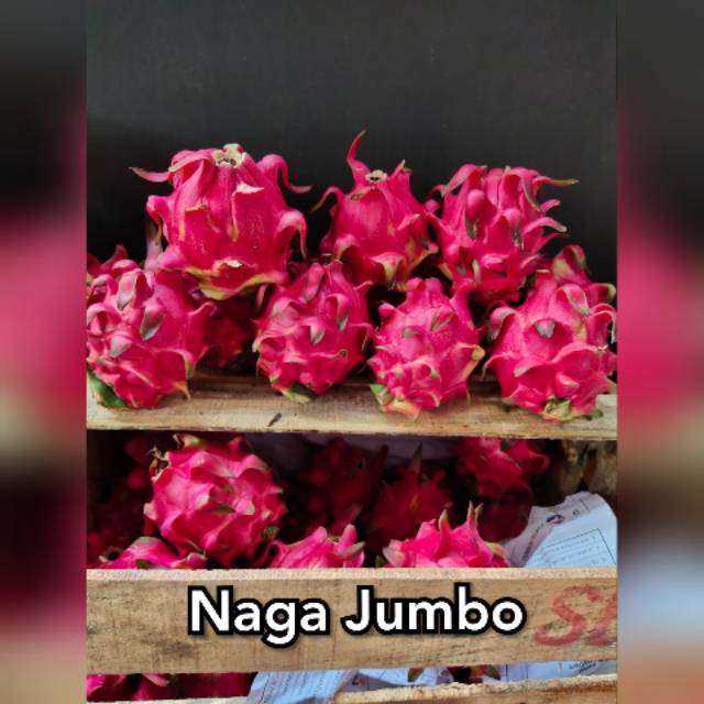 

Buah Naga Jumbo