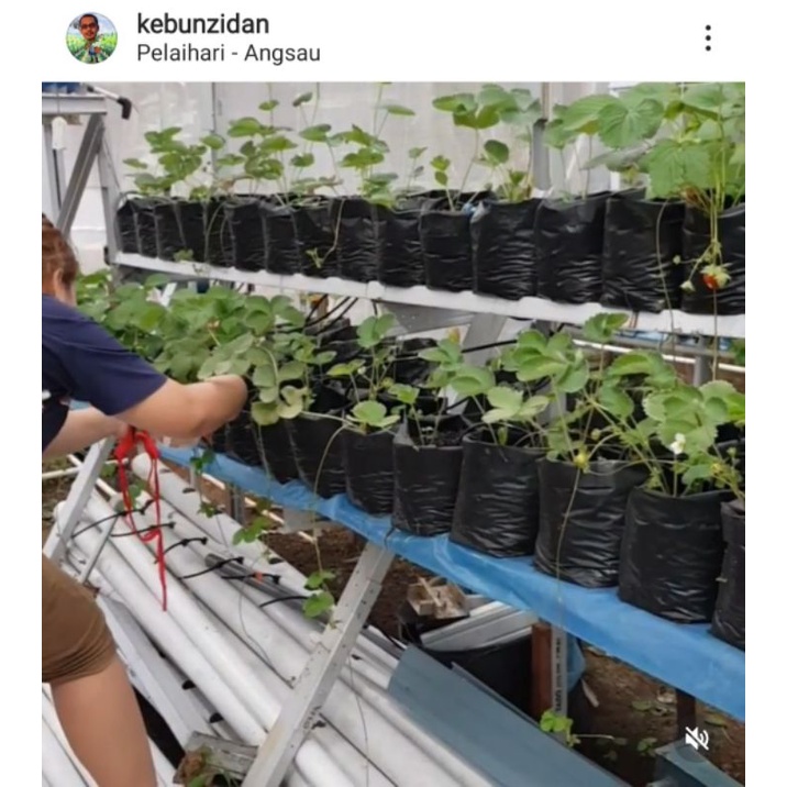 bibit stroberi sudah berbuah