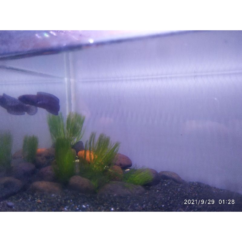 Channa Andrao Size 6-7cm