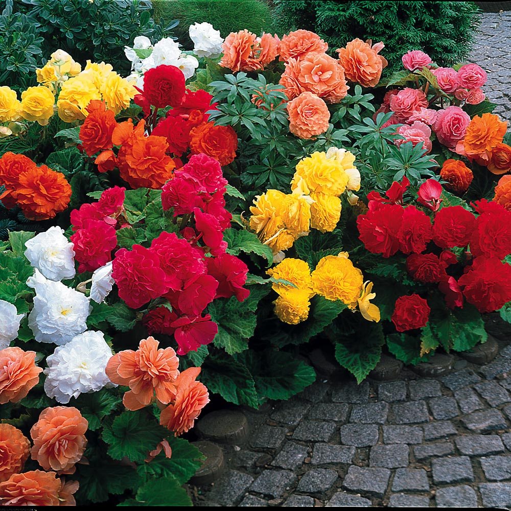 Benih Bibit Biji - Bunga Begonia Tuberous Non Stop Mixed F1 Hybrid Flower (Premium Pelleted Seeds)