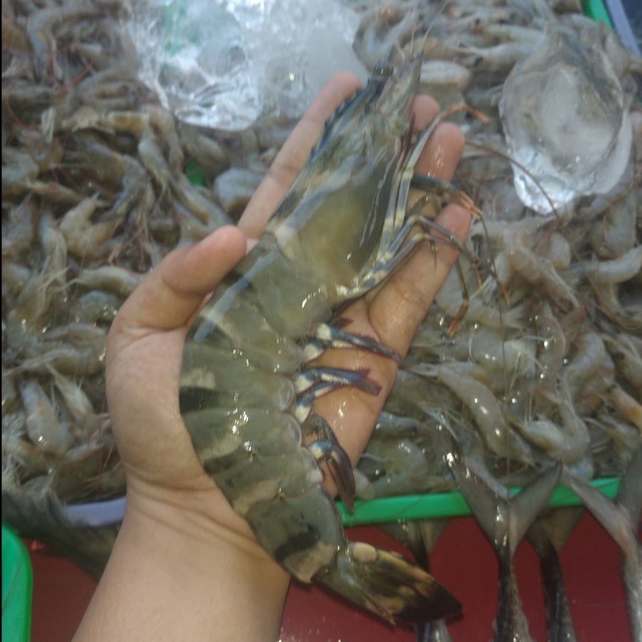 

Udang Pancet / Udang Windu / Tiger Besar Segar Fresh 500gr