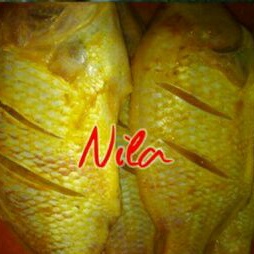 

nila merah bumbu /nila gift/ nila hitam bumbu
