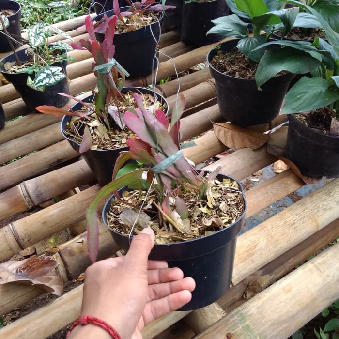 Tanaman hias Wijaya Kusuma merah Wijaya Kusuma merah