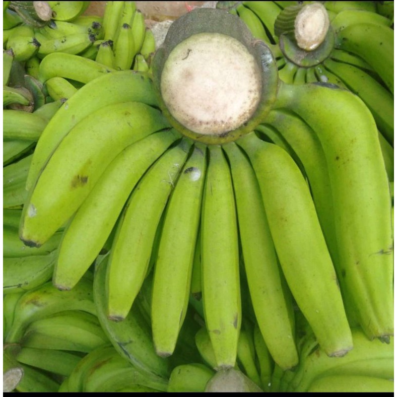 

pisang ambon lumut 1kg