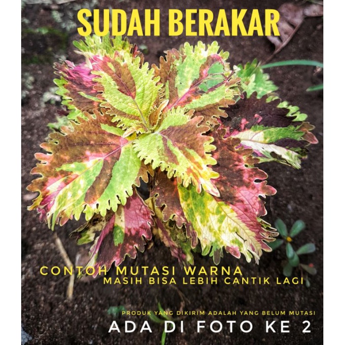 Bibit Miana Sultan / Super Premium id Bule (Sudah Berakar) | Iler Jawer Kotok Bayam Bayaman