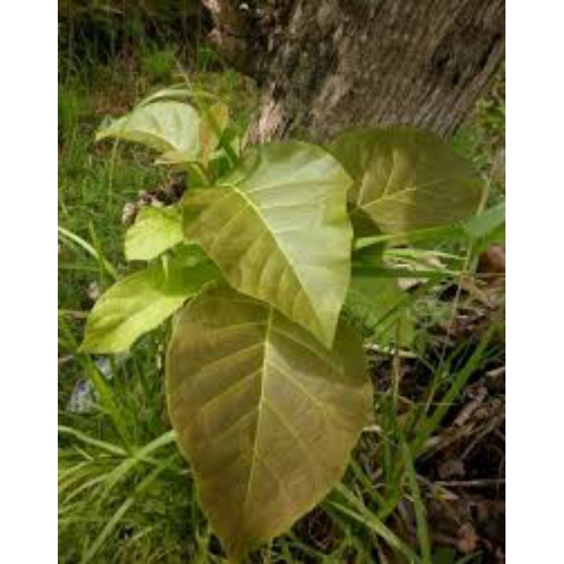 

pucuk daun jati fresh