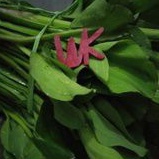 

Daun Genjer