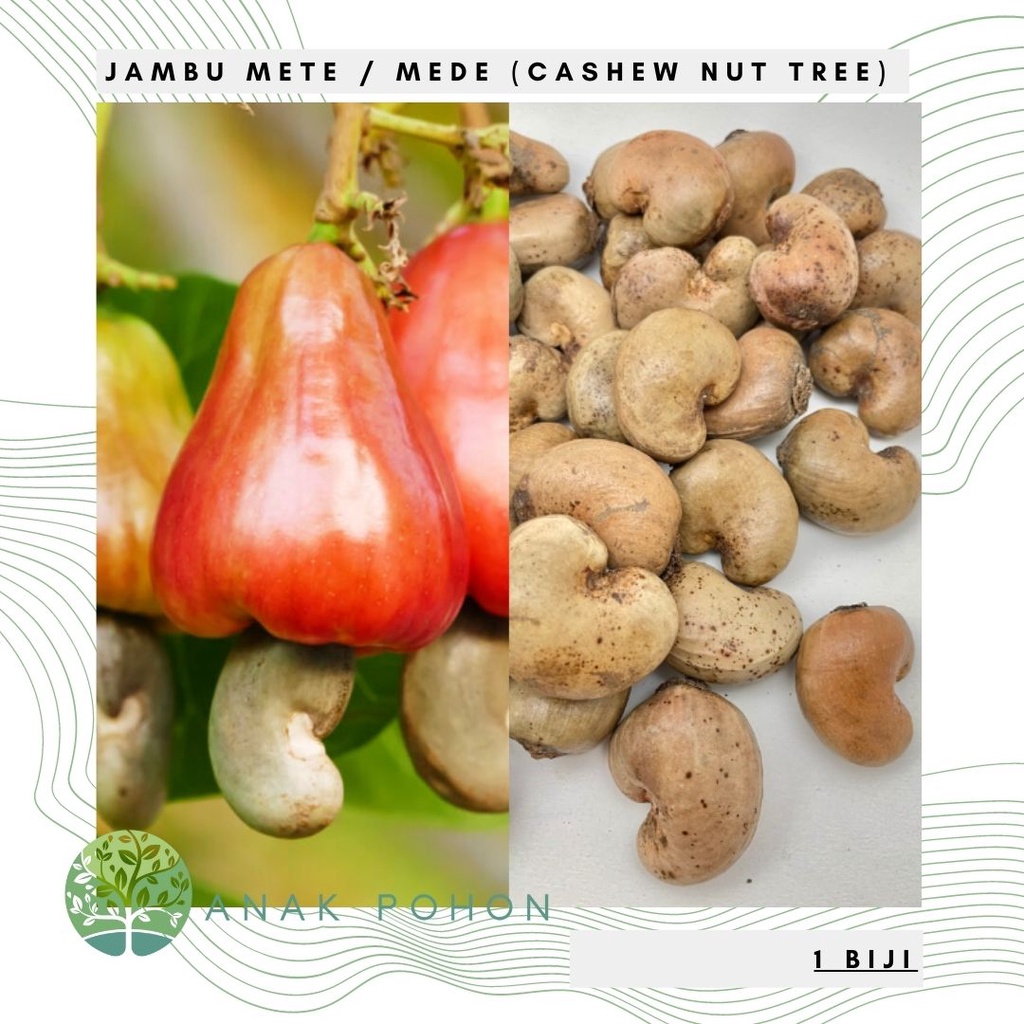 Benih Bibit Biji - Jambu Monyet Mede Kacang Mete Cashew Nut Tree (Anacardium occidentale) Seeds