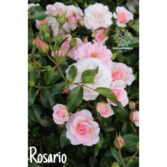 Bunga Mawar Import ROSARIO - mawar import bibit - mawar murah - tanaman hias