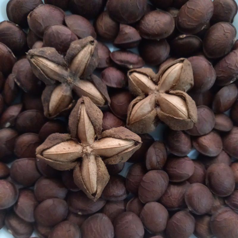 benih kacang sacha inchi