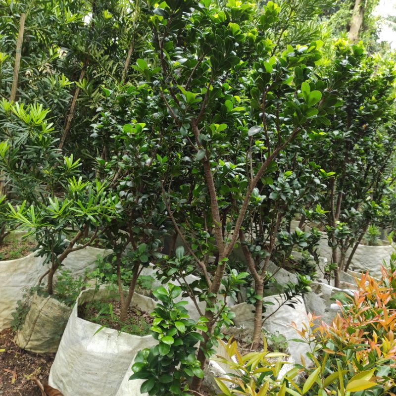 bahan bonsai beringin compacta