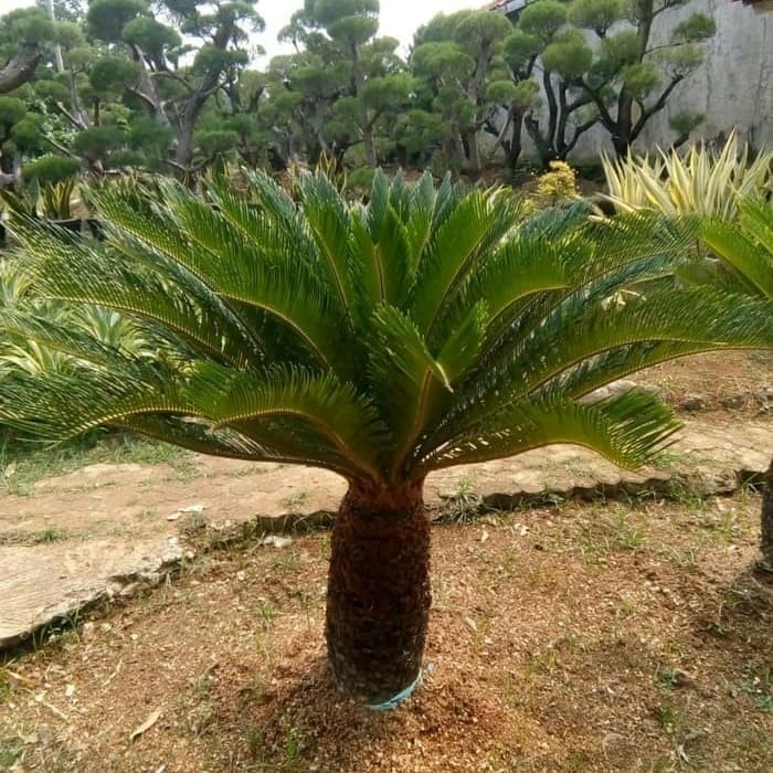 Tanaman hias sikas - pohon sikas