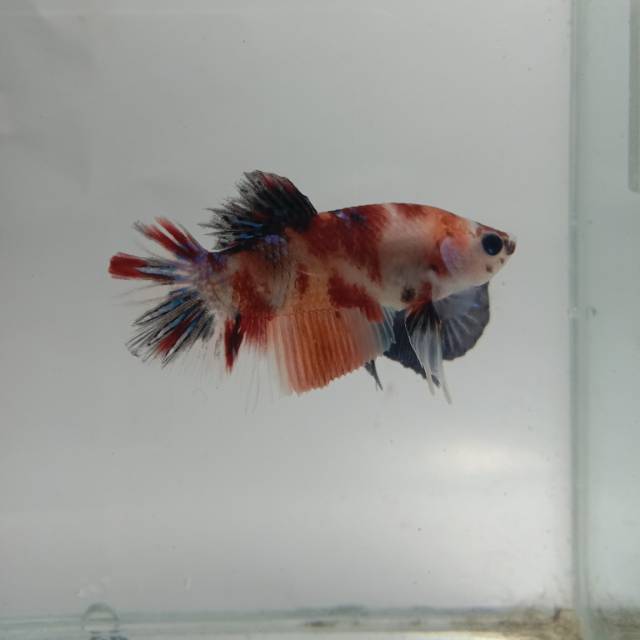 Cupang male nemo koi