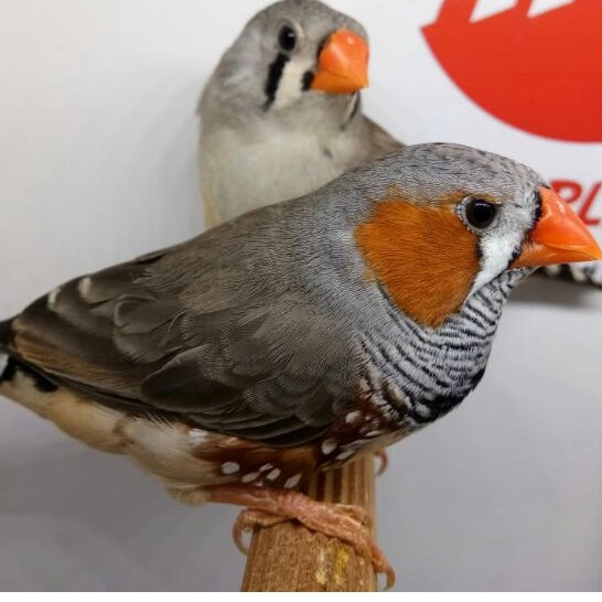 Burung Zebra Finch-03