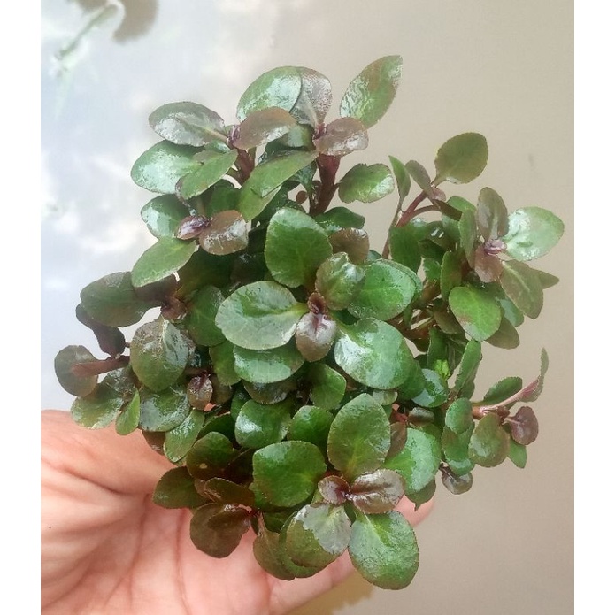 tanaman aquascape lobelia