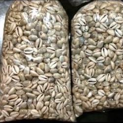Biji Congklak kerang bekel 500 gram
