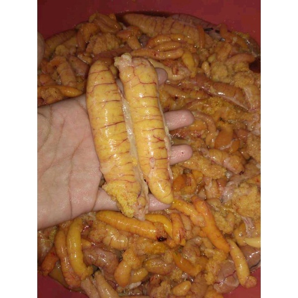 

telok ikan gabus