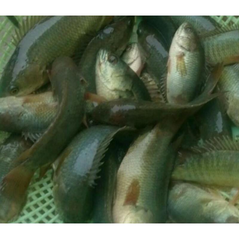 ikan betok/papuyu