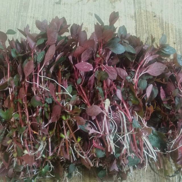 Ludwigia sp red