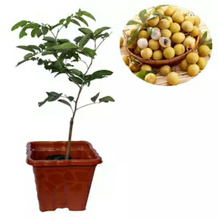 Bibit kelengkeng ping pong (Bangkok) (BISA COD LHO)