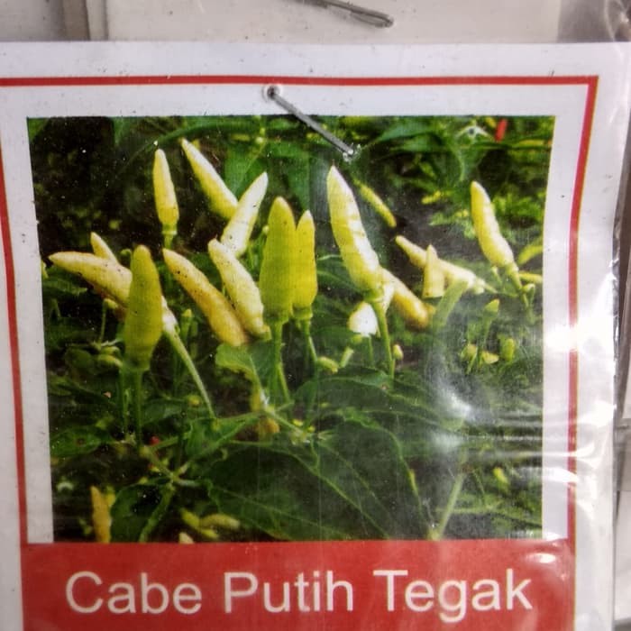 Biji cabai rawit putih bibit cabai rawit