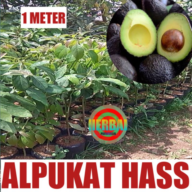 BIBIT ALPUKAT HASS OKULASI 1 METER