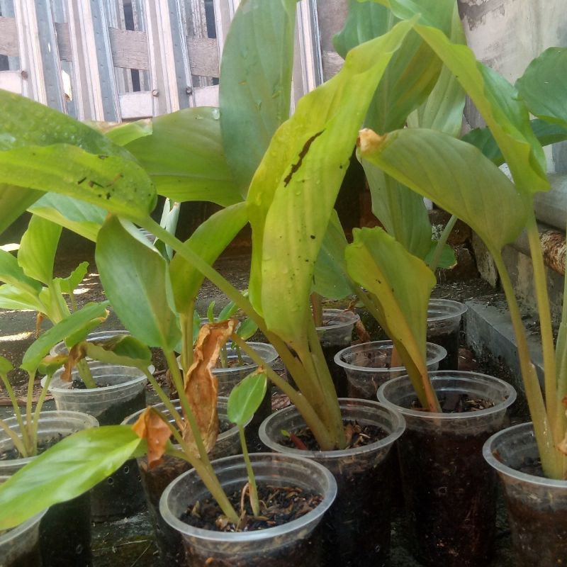 tanaman kunyit hitam kaempferia parviflora