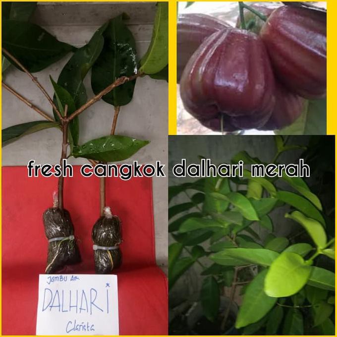 Asli Bibit Cangkok Jambu Air Dalhari Merah