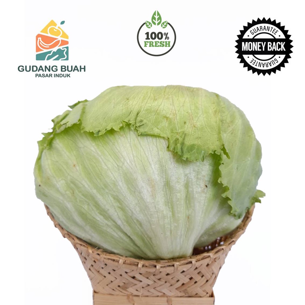 

Letus Segar | Lettuce Fresh | Lectus | Lektus | Lectuce 1kg