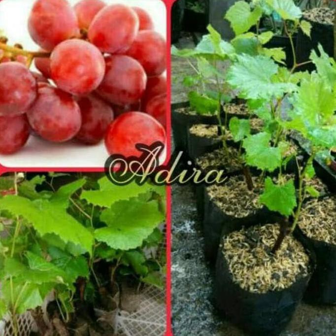 BIBIT TANAMAN ANGGUR MERAH JUMBO LAPAK TERBAIK