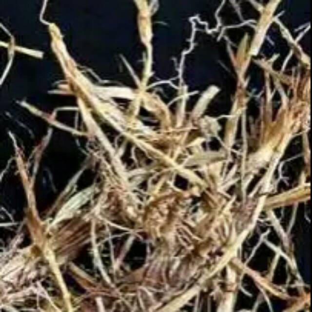 

Akar alang-alang kering 25gr