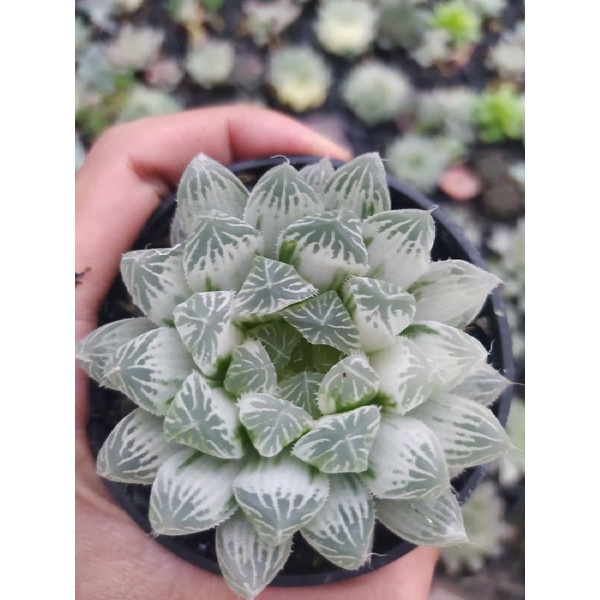 

haworthia cooperi