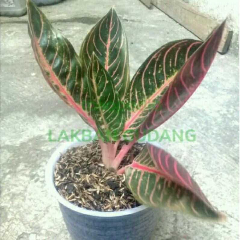 AGLONEMA RED SUMATRA DEWASA