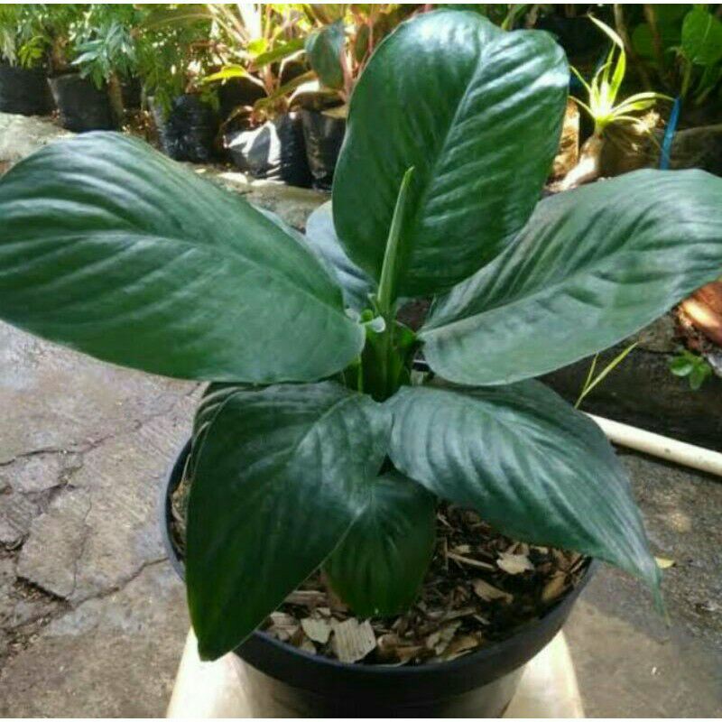 Tanaman hias sepatu filum(bangkok)