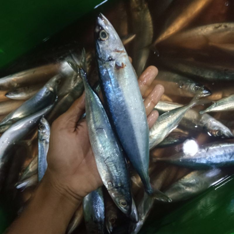 

Ikan Layang Segar 1 Kg