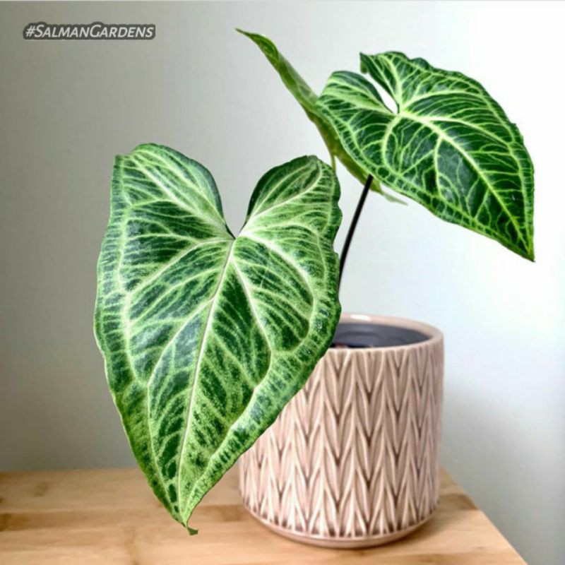 Syngonium Batik - Tanaman hias syngonium batik 