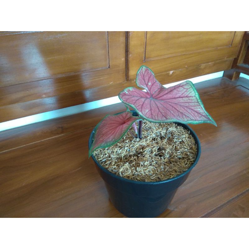 Keladi red jaguar daun ganda caladium red jaguar /caladium red jaguar daun ganda/tumpuk termurah